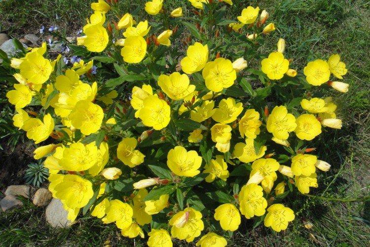 Енотера – фото