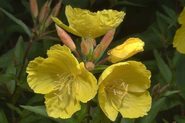 Енотера – фото