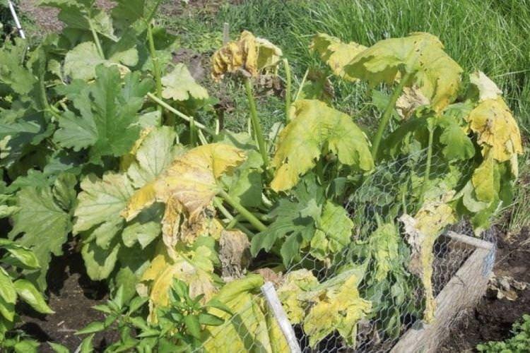 Скручується листя - Хвороби листя у кабачків Скручується листя - Хвороби листя у кабачків