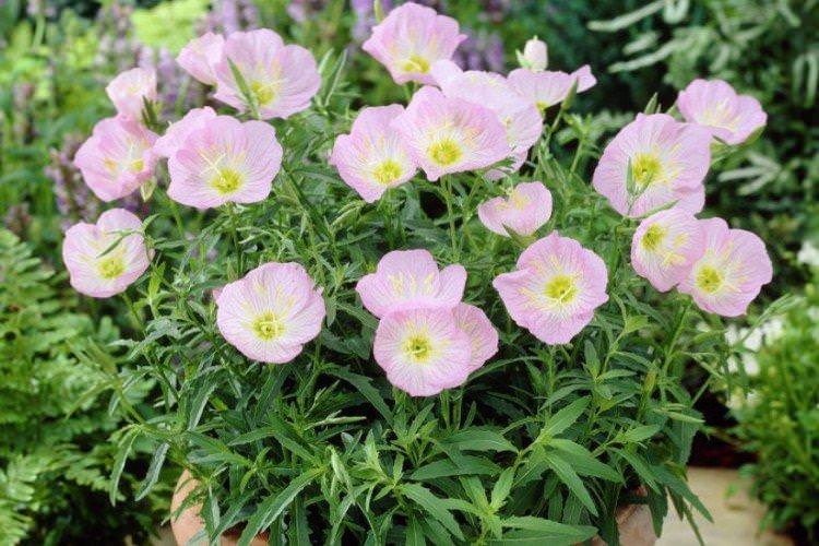 Енотера – фото
