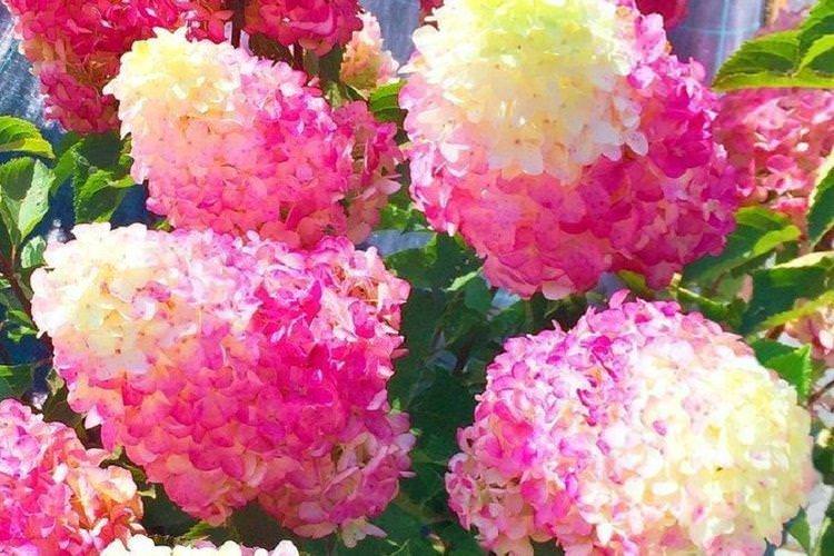 Вітилиця гортензія Фрайз Мельба - найкращі сорти 