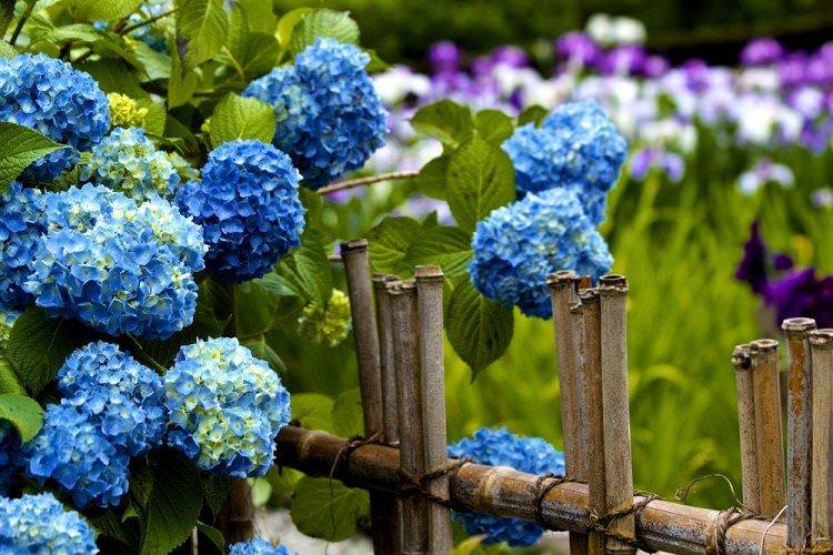 Освітлення - Догляд за деревоподібною гортензією Освітлення - Догляд за деревоподібною гортензією