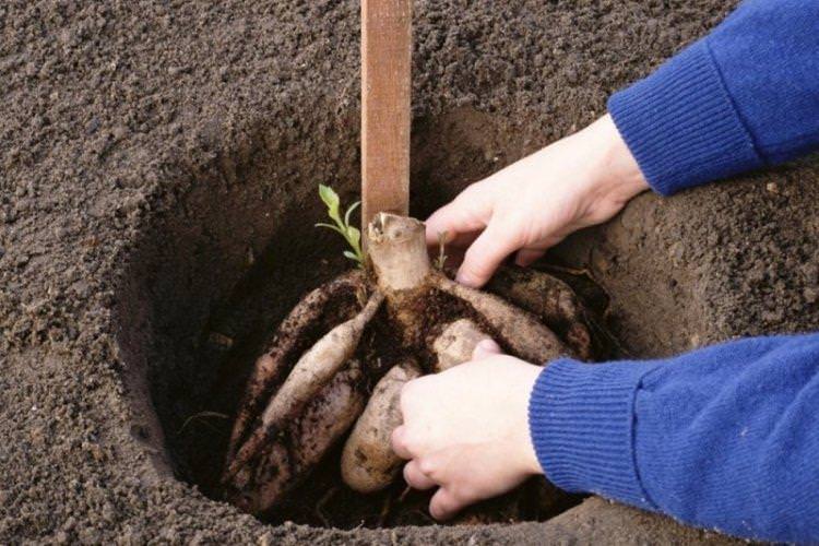 Грунт - Догляд за жоржинами Грунт - Догляд за жоржинами