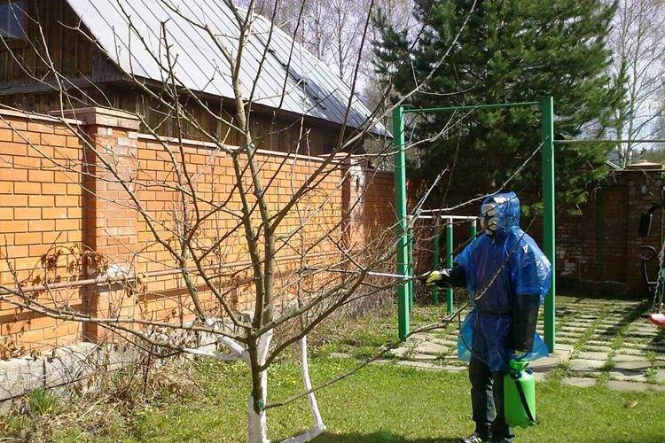 Принцип дії - Бордоська рідина застосування в садівництві навесні