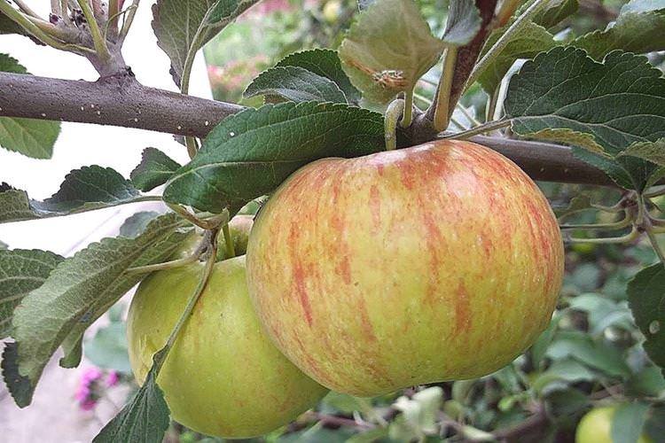 Опис та характеристики сорту - Яблуня Цукеркове