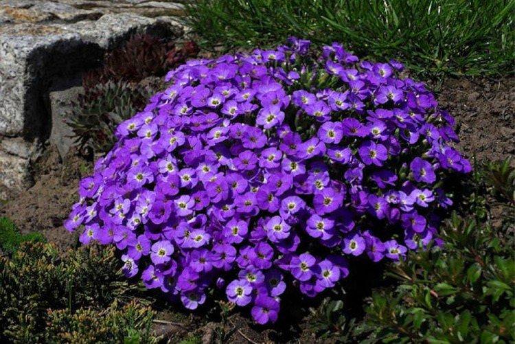 Обрієта – фото