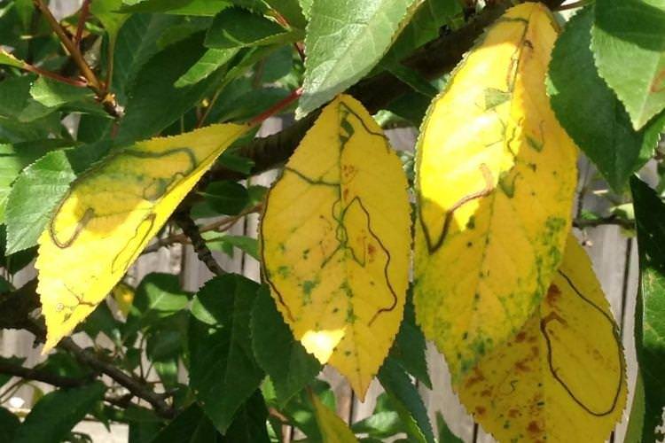 Блідне та світле листя - Хвороби листя черешні