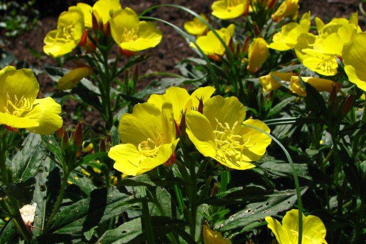 Енотера – фото
