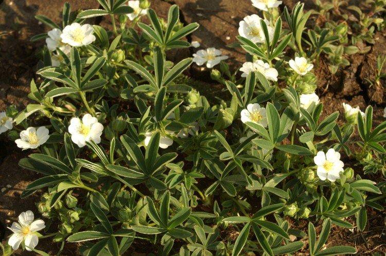 Лапчатка– фото
