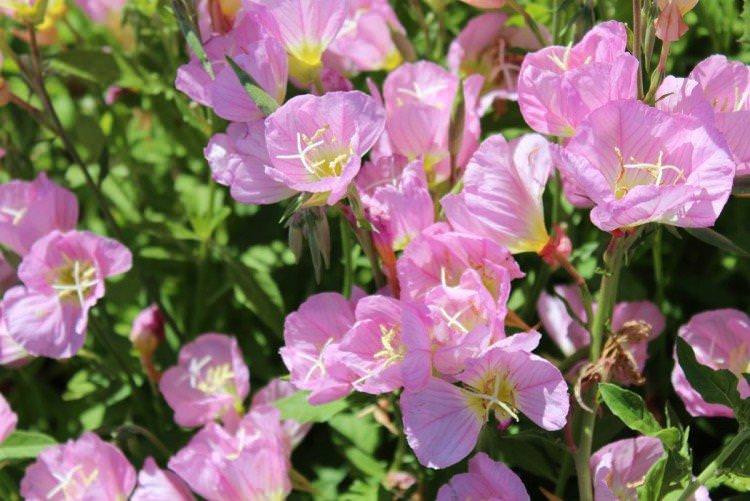 Енотера – фото