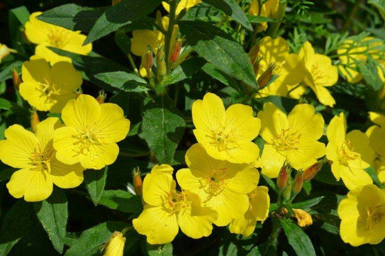 Енотера – фото