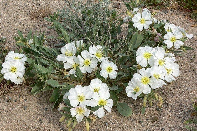 Енотера – фото