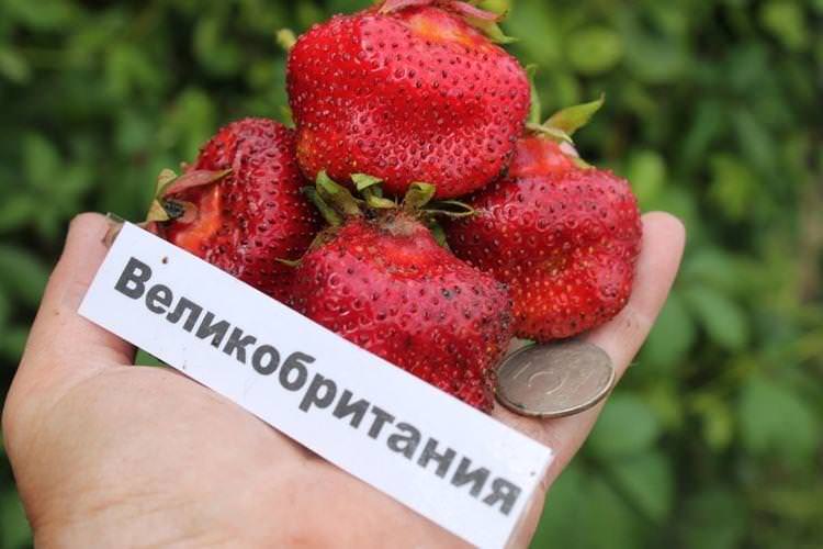 Пізній сорт полуниці Великобританія