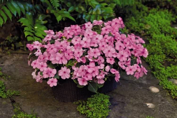Бальзамін Лолліоп - Види бальзаміну