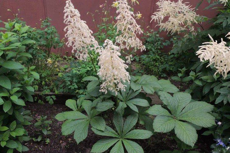 Роджерсія – фото