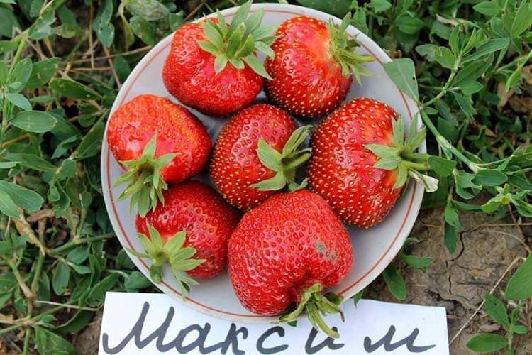 Великий сорт полуниці Максим
