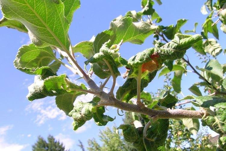 Скручується листя - Хвороби листя яблуні