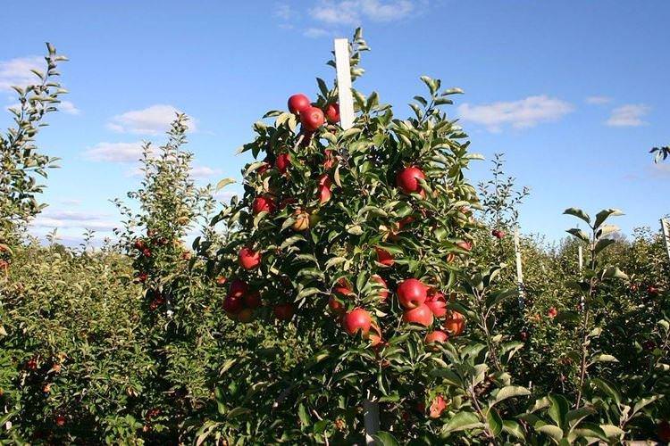 Розмноження - Догляд за колоноподібною яблунею