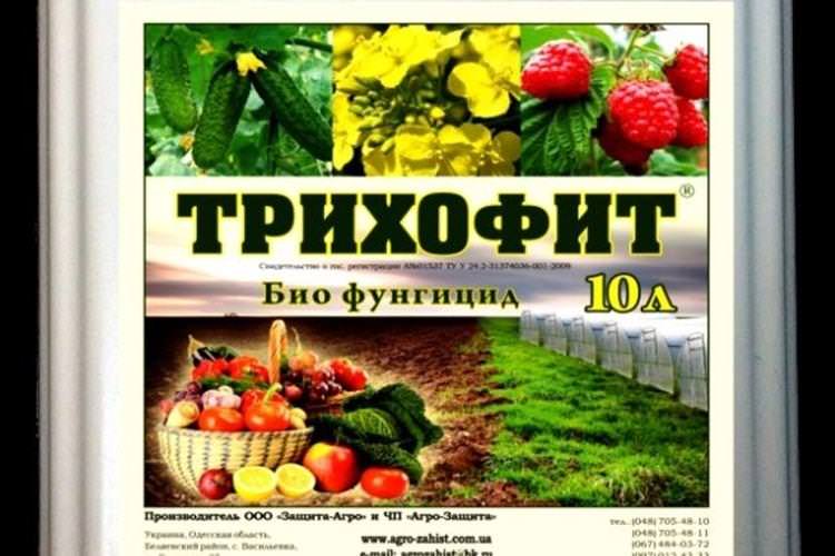 Трихофіт - Чим обробити помідори від фітофтори