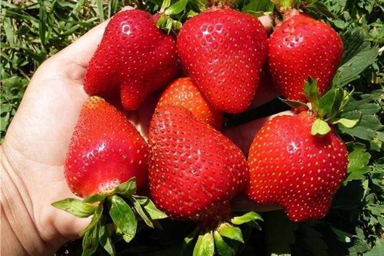 Ранній сорт полуниці Альба