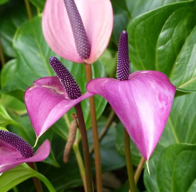 Антуріум Tulip - Види антуріуму