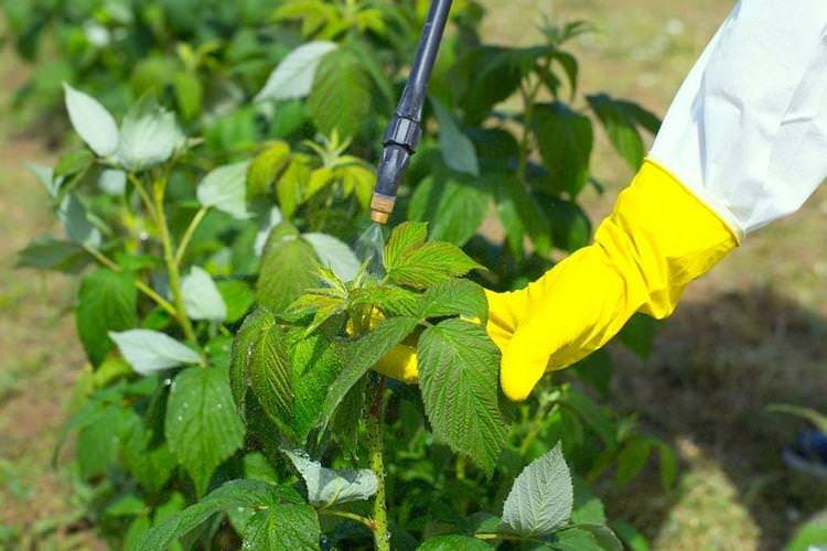 Чи потрібне підживлення і чого не вистачає - Чим підгодувати малину навесні
