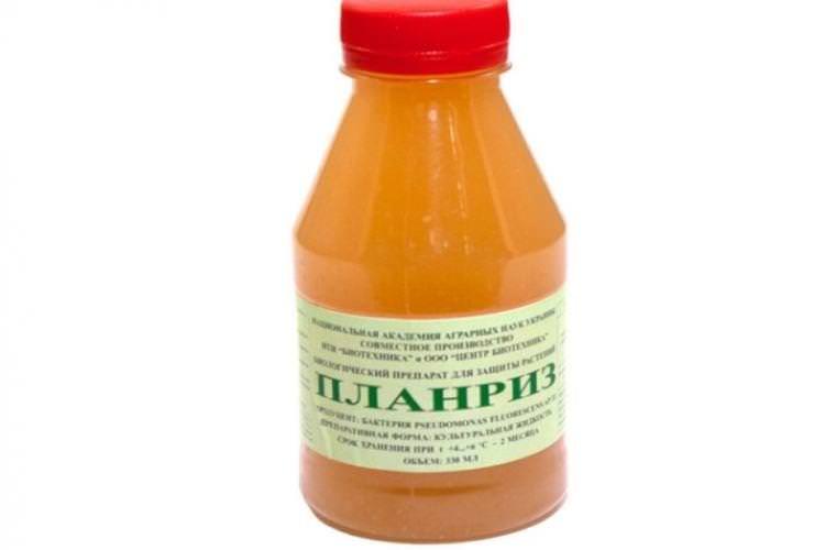 Планріз - Чим обробити помідори від фітофтори