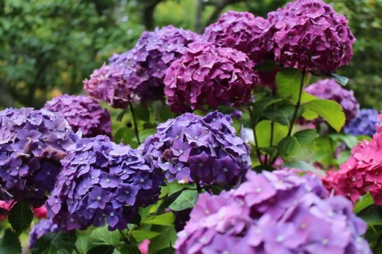 Гортензія – фото Гортензія – фото