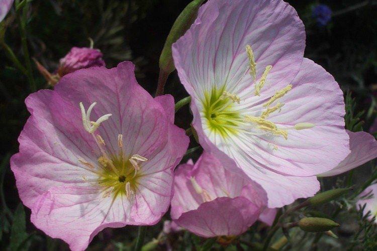 Енотера – фото