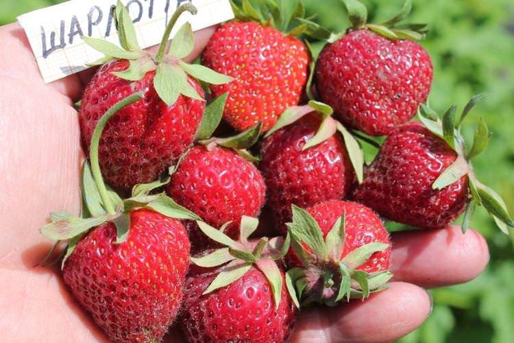 Пізній сорт полуниці Шарлотта