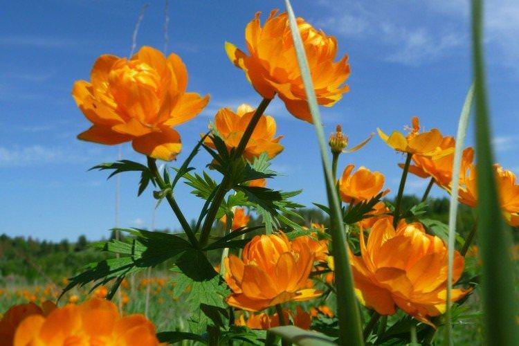 Азіатська купальниця