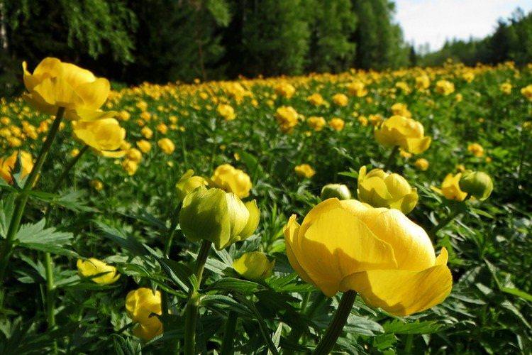 Добрива та підживлення