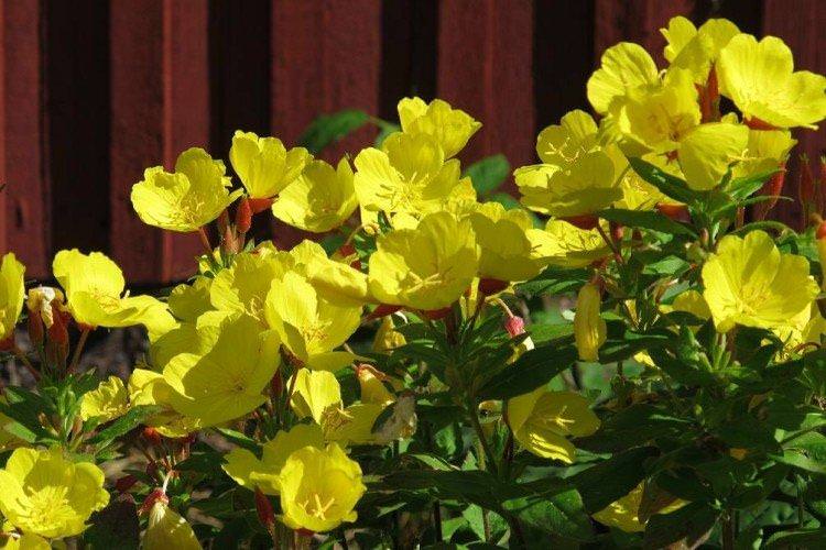 Загальна інформація
