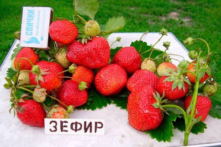 Ранній сорт полуниці Зефір