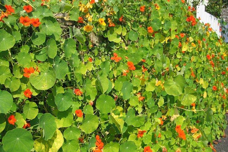 Настурція кучерява Настурція кучерява