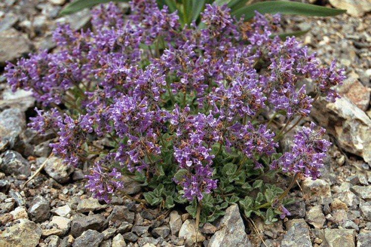 Кокандський котовник