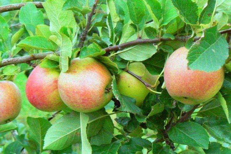 Джонаголд - Найкращі сорти зелених яблук 