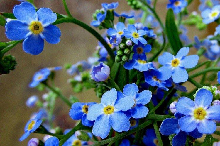 Проріджування Проріджування