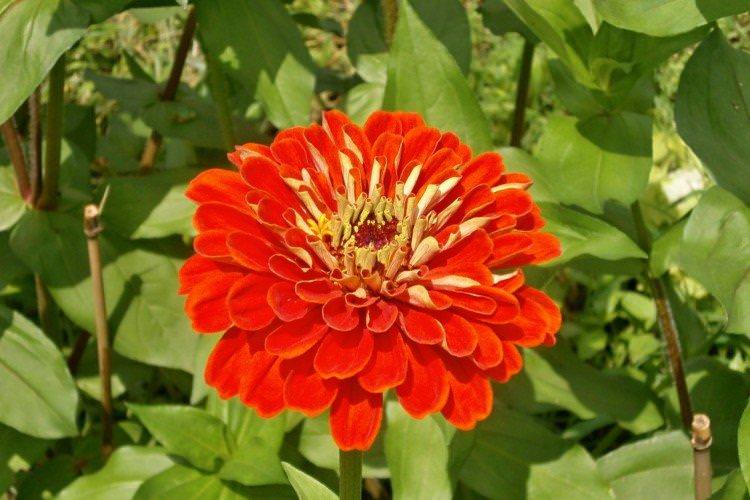 Цинія – фото