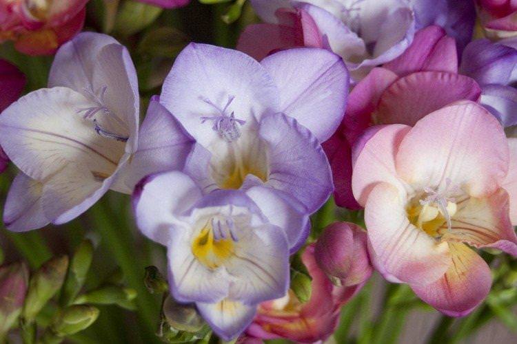 Freesia Photo