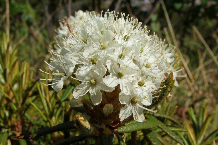 Багульник – фото