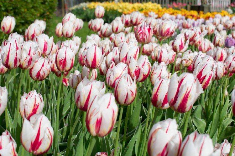 Тюльпани – фото Тюльпани – фото