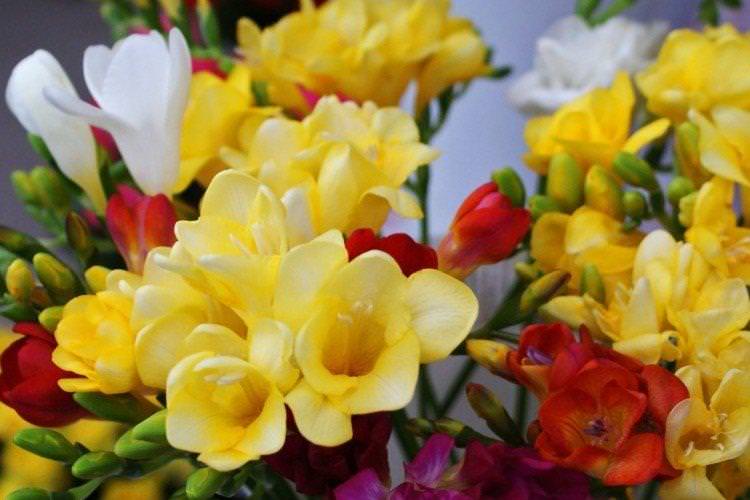 Freesia Photo