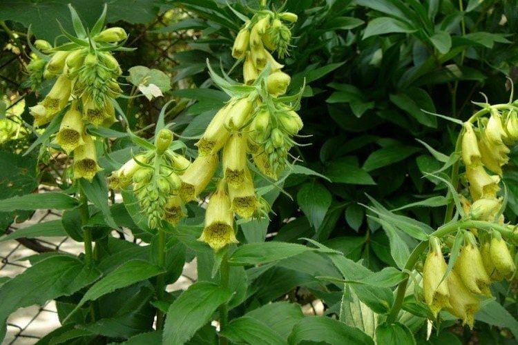 Велика квіткова наперстянка Велика квіткова наперстянка