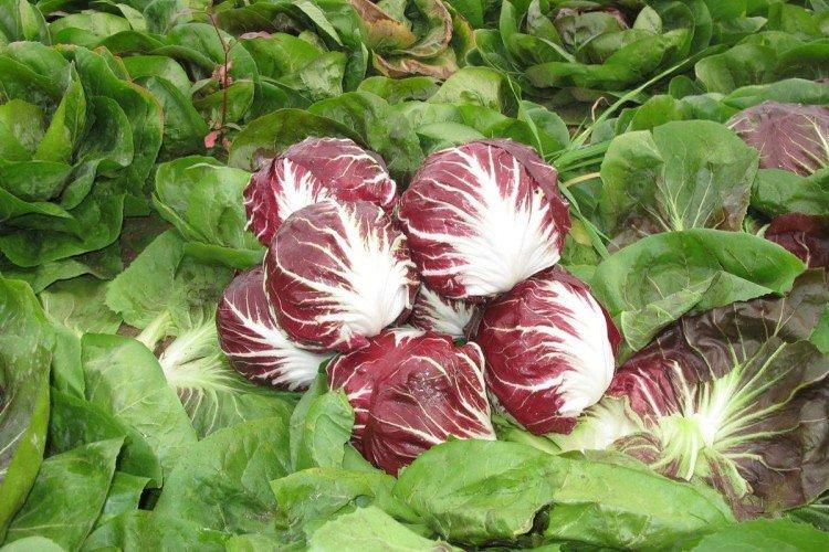 Цикорій – фото