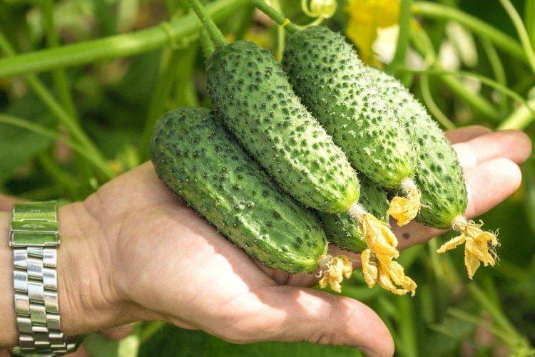 Шоша - Сорти огірків для парників та плівкових теплиць