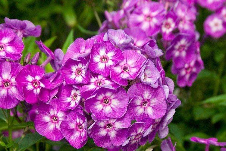 Флокс
