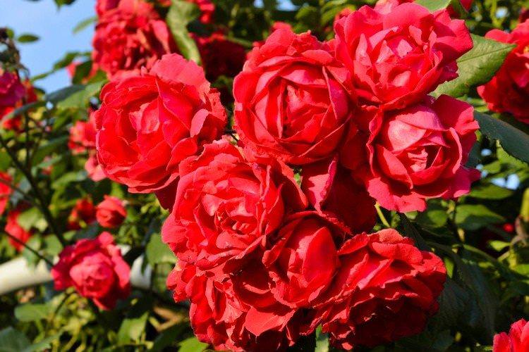 Плетисті троянди - фото Плетисті троянди - фото