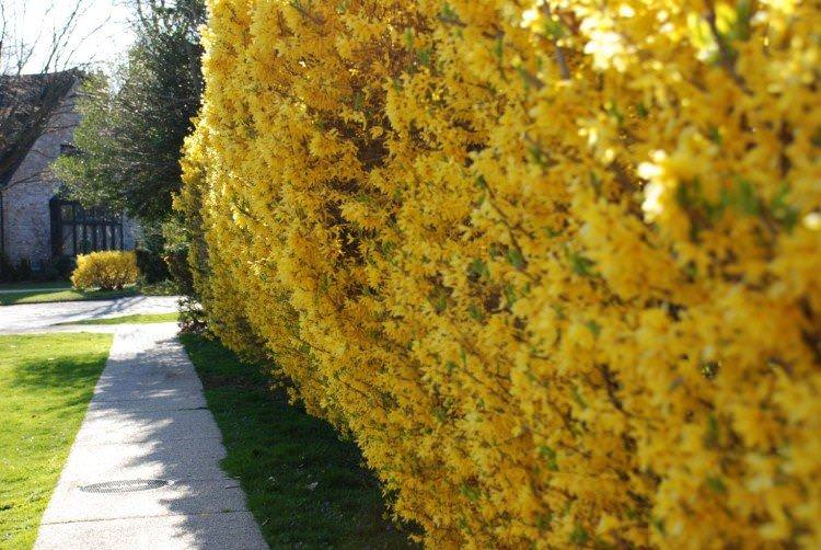 Форзиція овальна