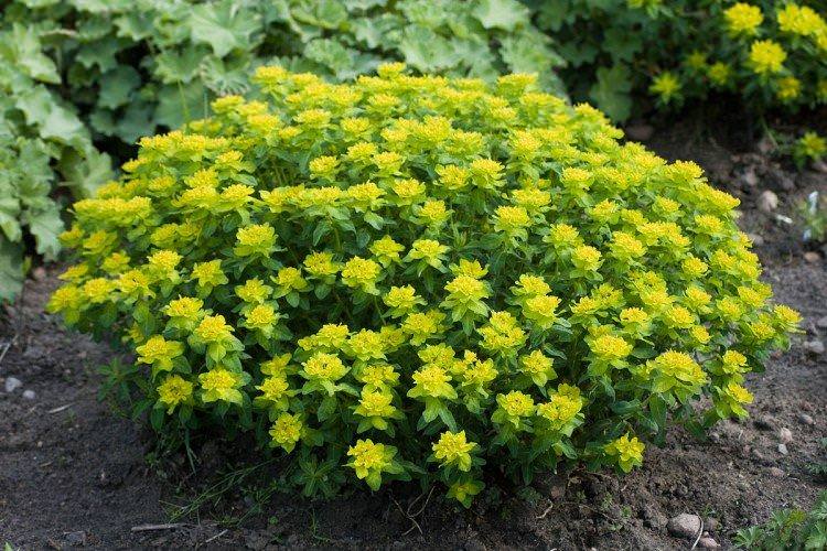 Різнобарвний молочай